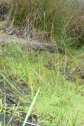 Davy mannagrass (Glyceria leptostachya)