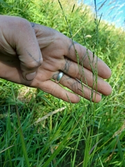 Davy mannagrass (Glyceria leptostachya)