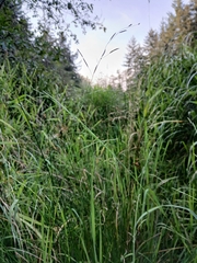 Davy mannagrass (Glyceria leptostachya)