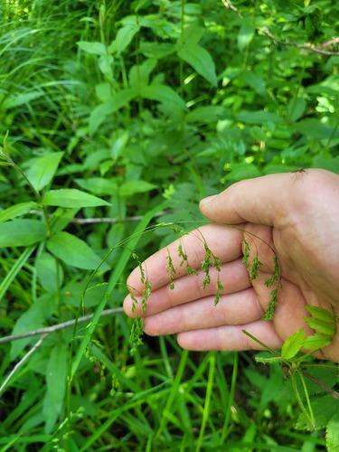Glyceria lithuanica (Glyceria lithuanica)