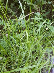 Glyceria lithuanica (Glyceria lithuanica)