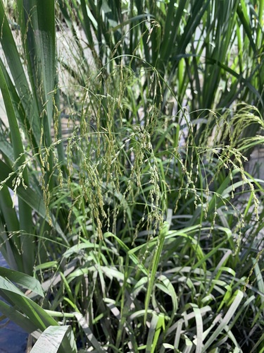 Glyceria lithuanica (Glyceria lithuanica)