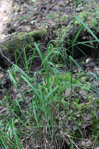 Glyceria lithuanica (Glyceria lithuanica)