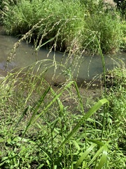 Glyceria lithuanica (Glyceria lithuanica)