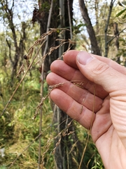 Glyceria lithuanica (Glyceria lithuanica)