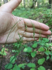 Glyceria lithuanica (Glyceria lithuanica)