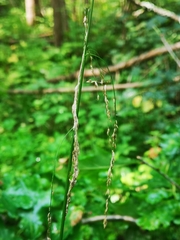 Glyceria lithuanica (Glyceria lithuanica)