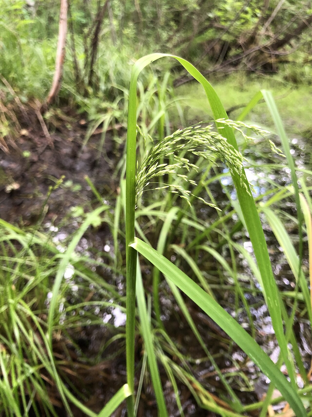 Glyceria lithuanica: Glyceria lithuanica