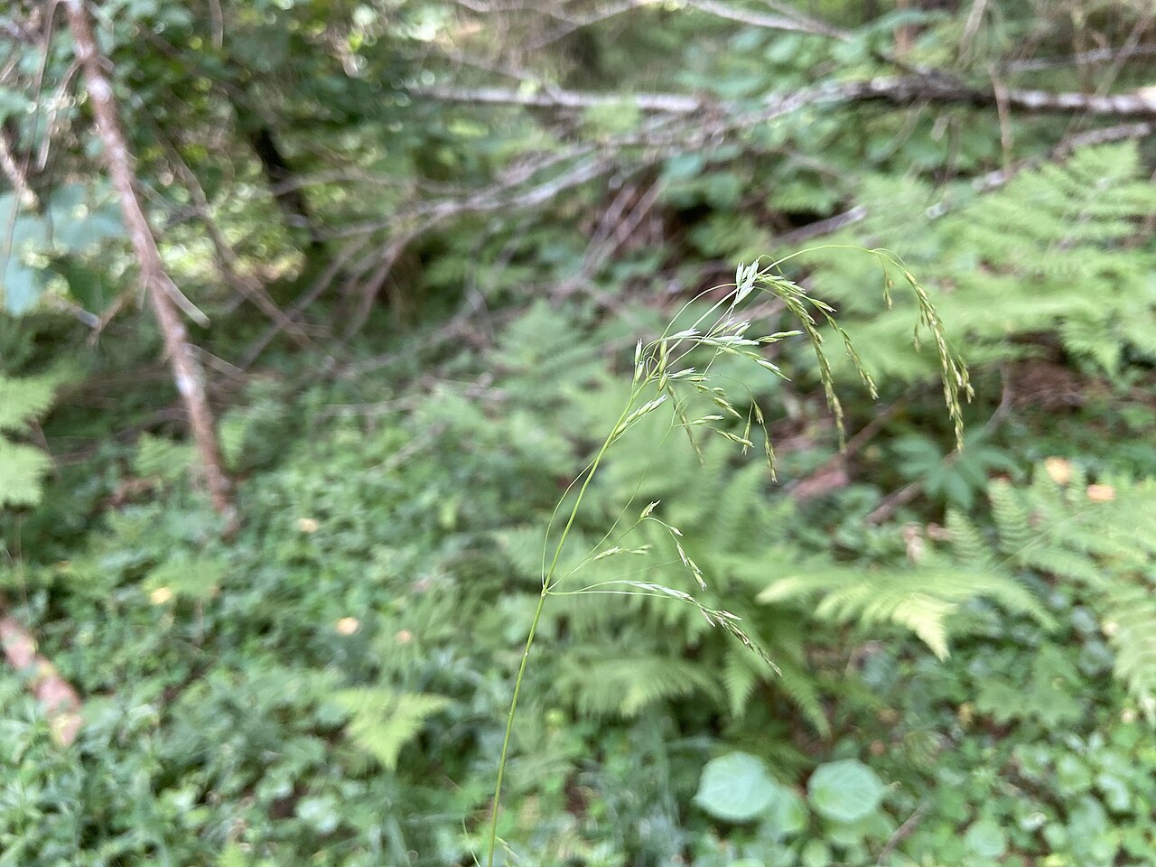 Glyceria lithuanica: Glyceria lithuanica in Russia