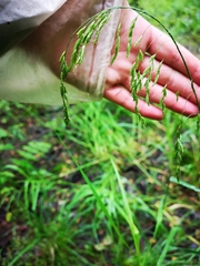Glyceria lithuanica (Glyceria lithuanica)