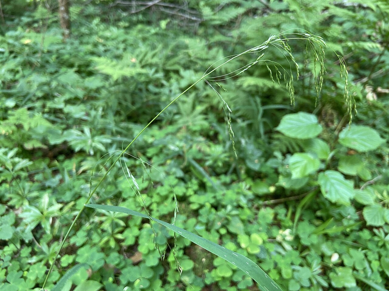 Glyceria lithuanica: Glyceria lithuanica in Russia