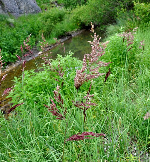 Reed mannagrass: Taken in Skhmeri