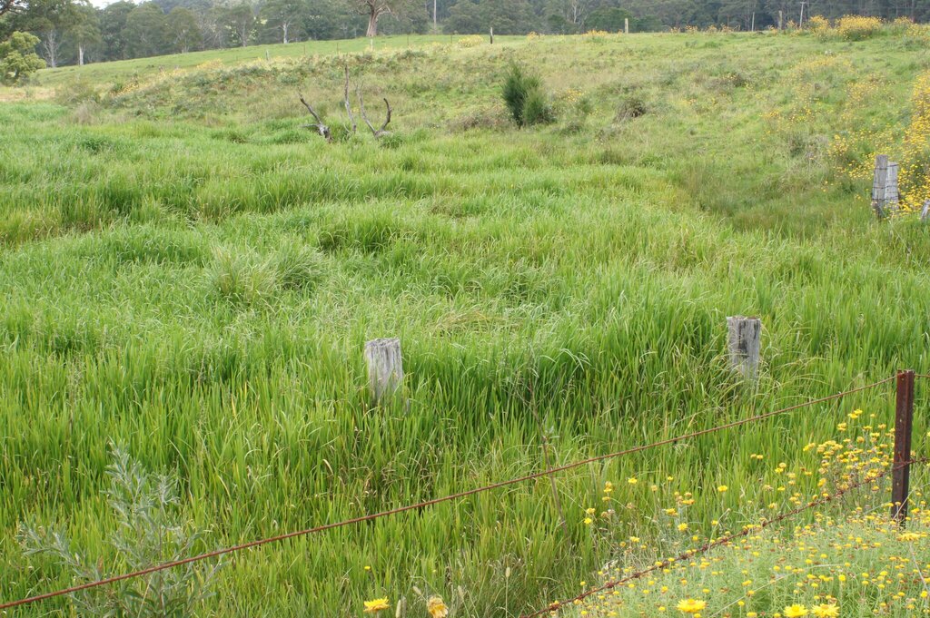 Reed mannagrass (Glyceria maxima)