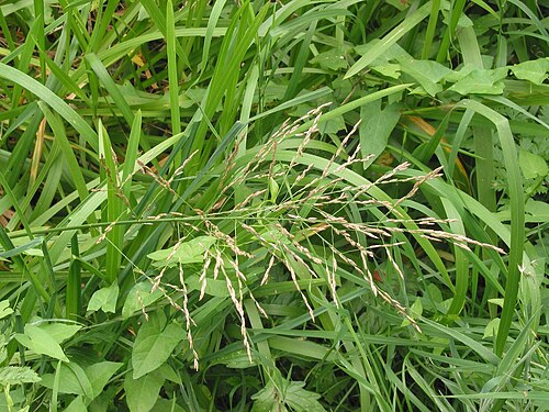 Reed mannagrass: Glyceria maxima , inflorescence