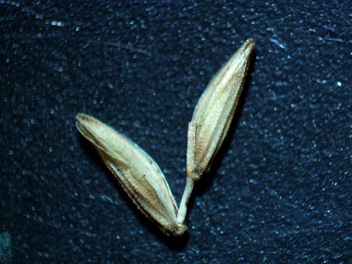 Reed mannagrass: Spikelets are 5-10 mm long and 4-8-flowered. Lower glume is 2 mm long and lemmas are 2-3 mm long.