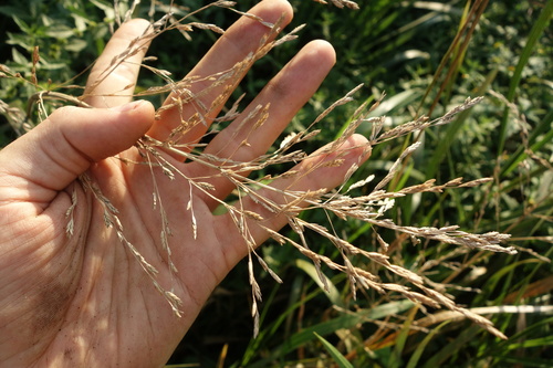 Reed mannagrass (Glyceria maxima)