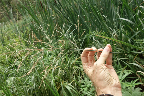 Reed mannagrass (Glyceria maxima)