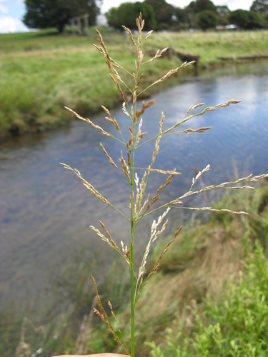 Reed mannagrass (Glyceria maxima)