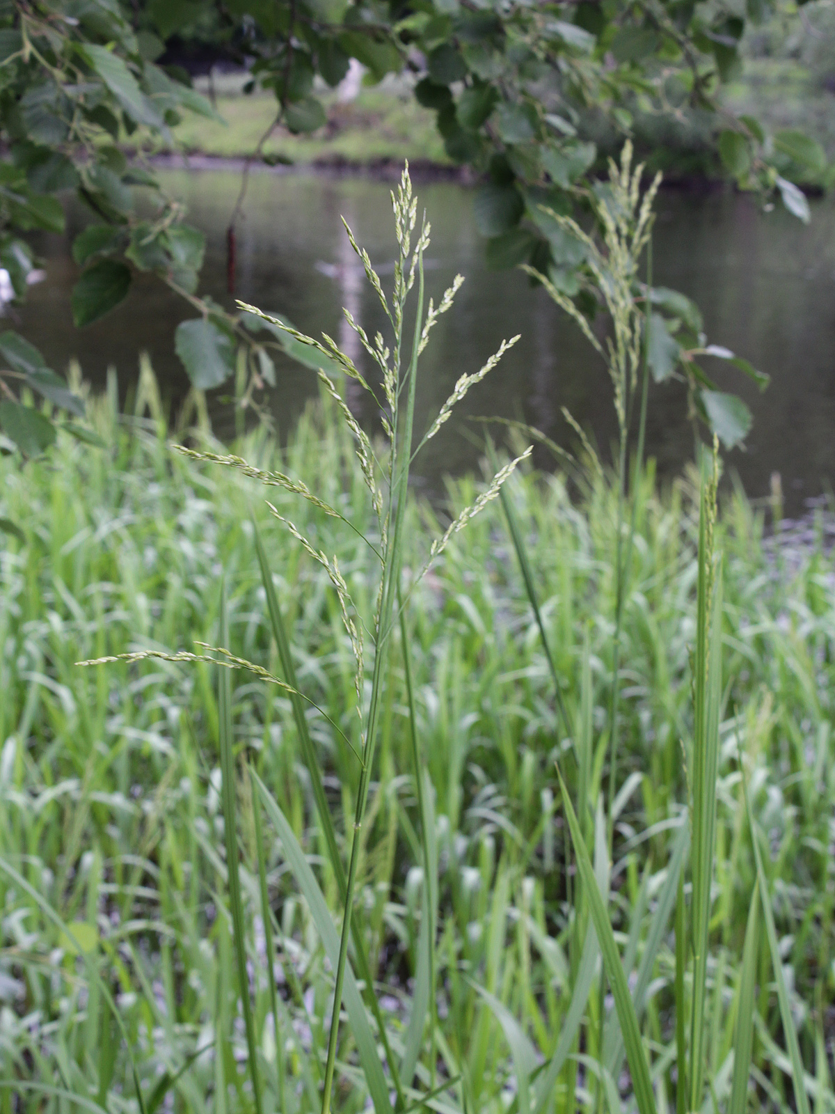 Reed mannagrass: Poaceae, Glyceria maxima