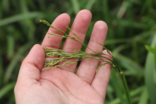 Reed mannagrass (Glyceria maxima)