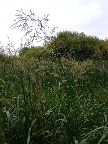 Reed mannagrass (Glyceria maxima)