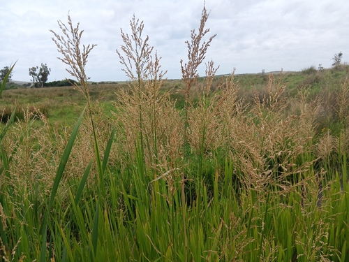Reed mannagrass (Glyceria maxima)