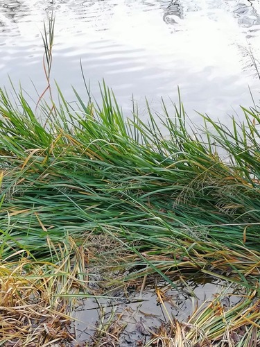 Reed mannagrass (Glyceria maxima)