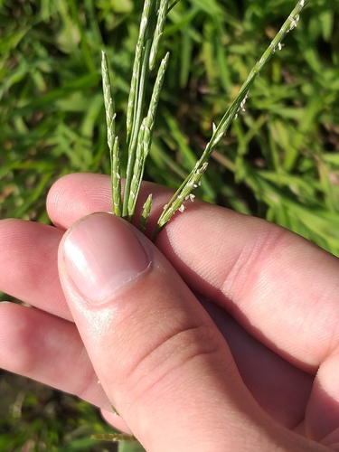Plicate sweet-grass (Glyceria notata)