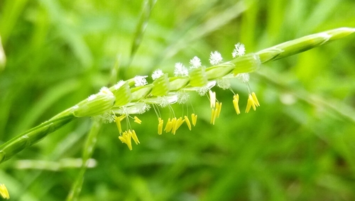 Plicate sweet-grass (Glyceria notata)