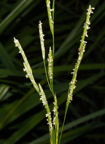 Plicate sweet-grass (Glyceria notata)