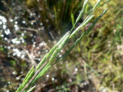 Plicate sweet-grass: Glyceria notata