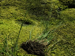 Plicate sweet-grass (Glyceria notata)