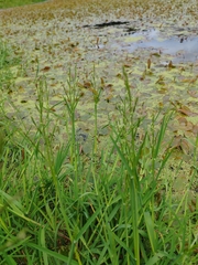 Plicate sweet-grass (Glyceria notata)