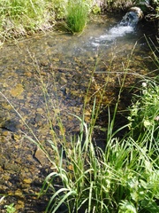 Plicate sweet-grass (Glyceria notata)