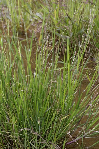 Plicate sweet-grass (Glyceria notata)