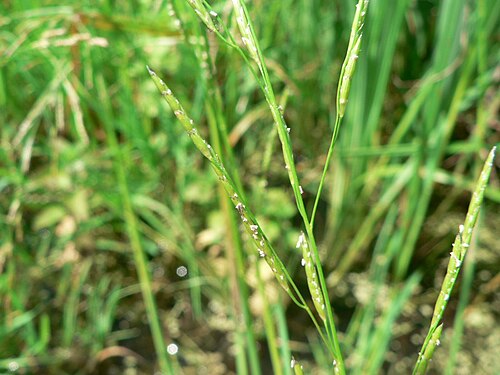 Plicate sweet-grass: Glyceria notata