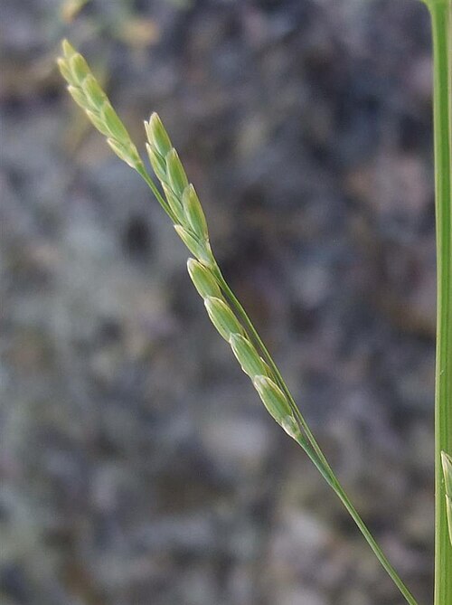 Plicate sweet-grass: Glyceria notata