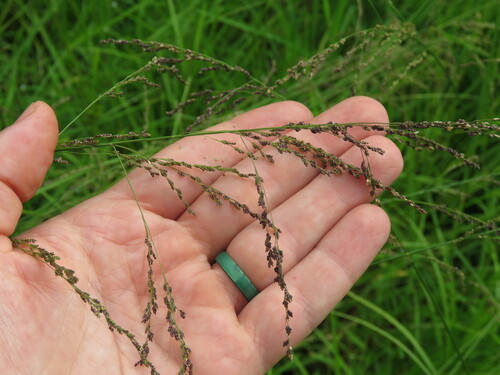 Fowl manna grass (Glyceria striata)