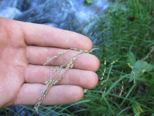 Fowl manna grass (Glyceria striata)