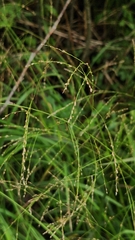 Fowl manna grass (Glyceria striata)