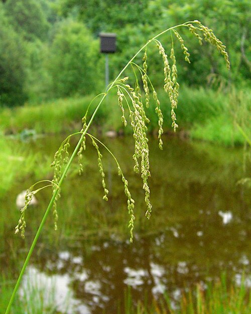 Fowl manna grass: Glyceria striata