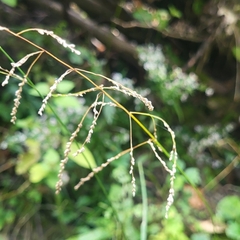 Fowl manna grass (Glyceria striata)
