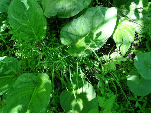 Fowl manna grass (Glyceria striata)