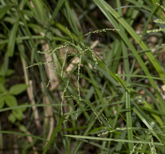 Fowl manna grass (Glyceria striata)