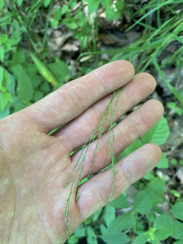 Fowl manna grass (Glyceria striata)