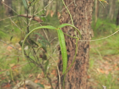 Glycine argyrea (Glycine argyrea)