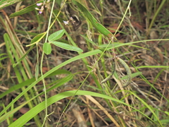 Glycine cyrtoloba (Glycine cyrtoloba)