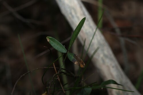 Glycine cyrtoloba (Glycine cyrtoloba)