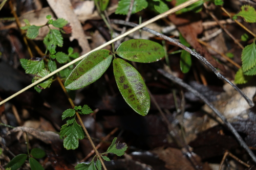 Glycine cyrtoloba (Glycine cyrtoloba)