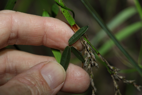 Glycine cyrtoloba (Glycine cyrtoloba)